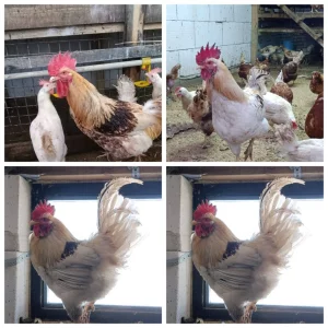 Домашник годовалые петухи