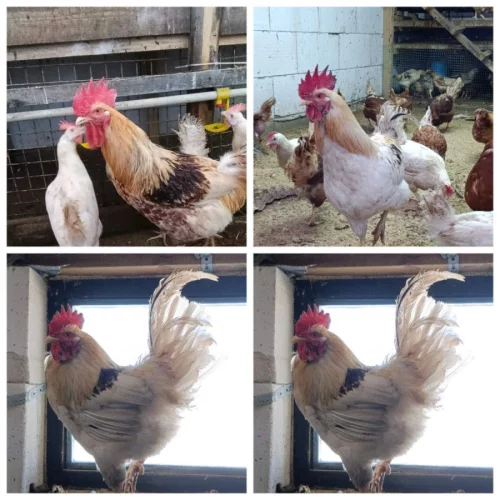 Домашник годовалые петухи