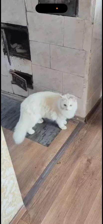 Белый молодой ангорский кот