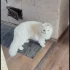 Белый молодой ангорский кот