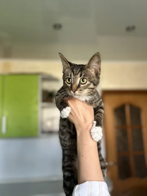 Котенок 4 месяца ищет дом