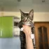 Котенок 4 месяца ищет дом