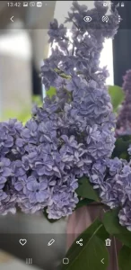 Сирень саженец