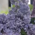Сирень саженец