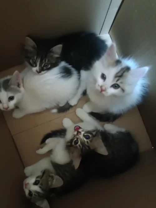 Котята в дар