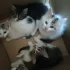 Котята в дар