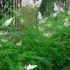Рябинник-рябинолистный