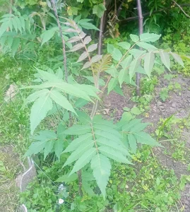 Сумах