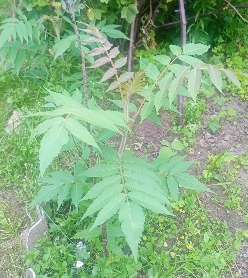 Сумах