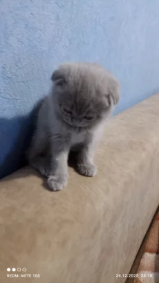 Шотландские котята