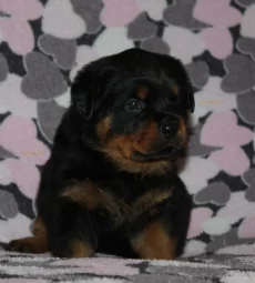 Щенки ротвейлера