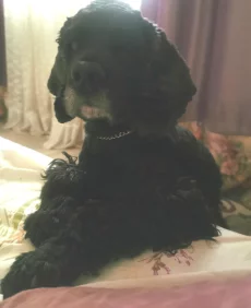 Спаниэль отдам бесплатно