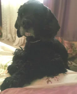 Спаниэль отдам бесплатно