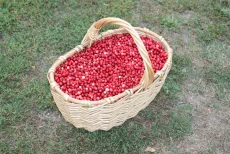 Брусника свежая