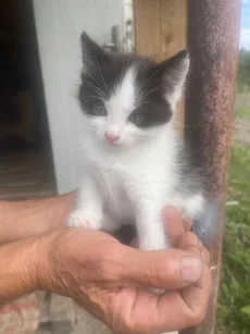 Котята ищут дом