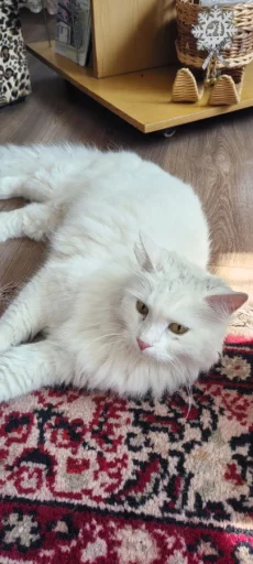 Белый молодой ангорский кот
