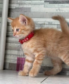 Котята, бесплатно