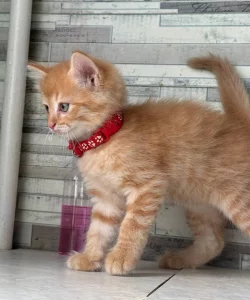Котята, бесплатно