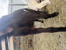 Козочка камори/нуб