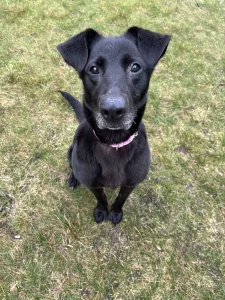 Нашли собачку