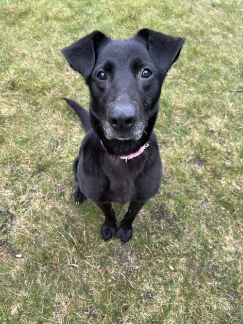 Нашли собачку