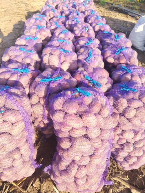 Картофель