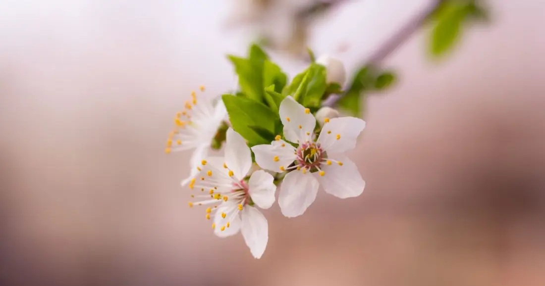 Погода на 17 апреля в Могилевской области