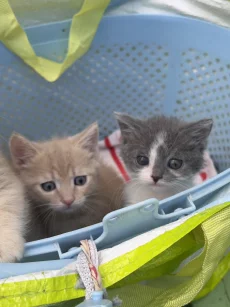 Красивые Котята