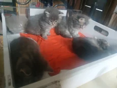 Котики
