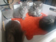 Котики
