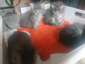 Котики