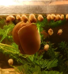 Все по рублю: гуппи, растения, ампулярии по 50 коп