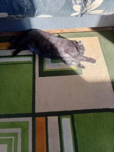 Отдам ковер 2*3 метра
