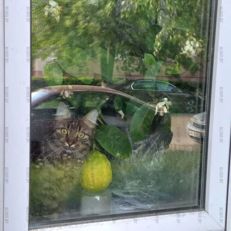 Кот \