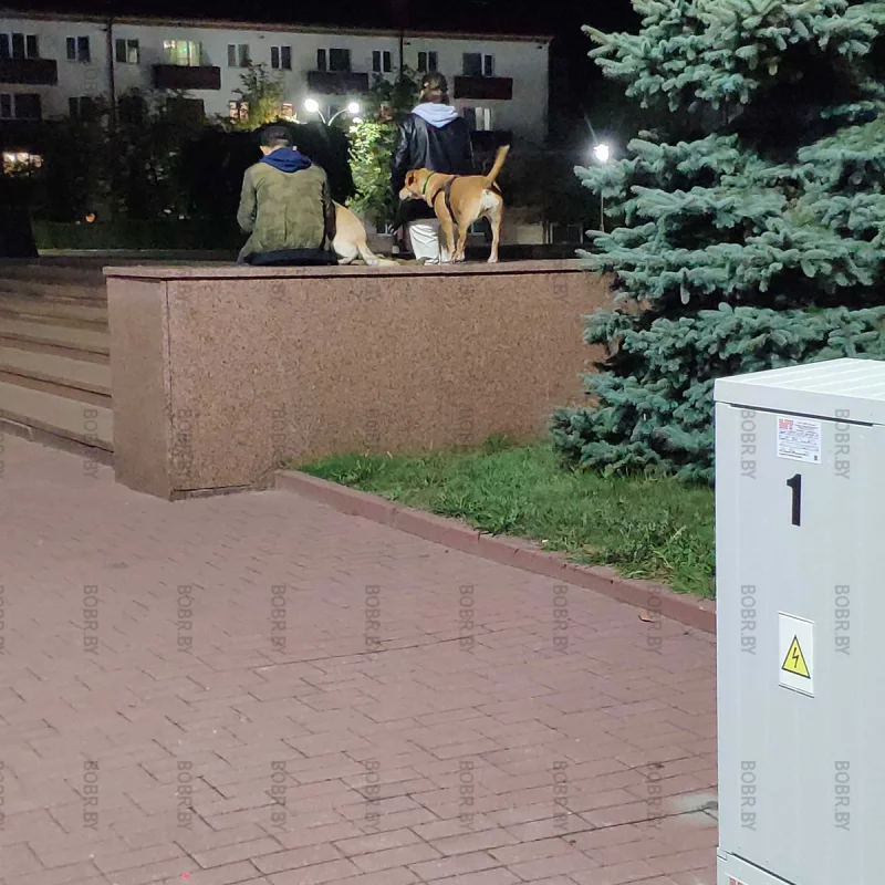 Лучшие места для выгула собак и не придумаешь. Площадь Ленина, такая универсальная.