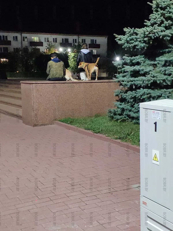 Лучшие места для выгула собак и не придумаешь. Площадь Ленина, такая универсальная.