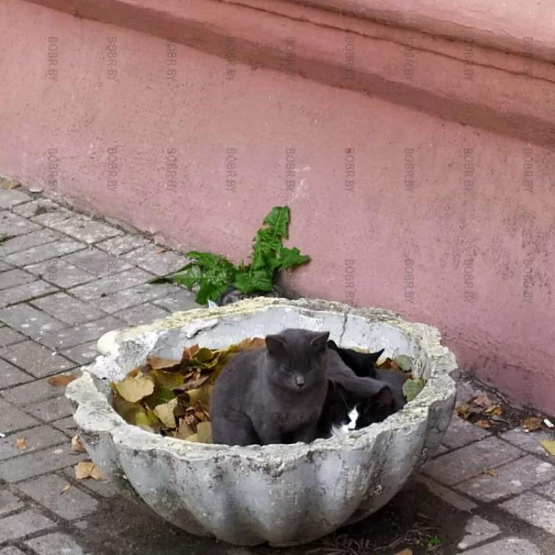 Цветочки