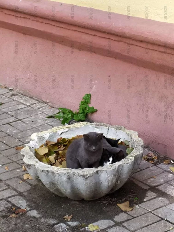 Цветочки