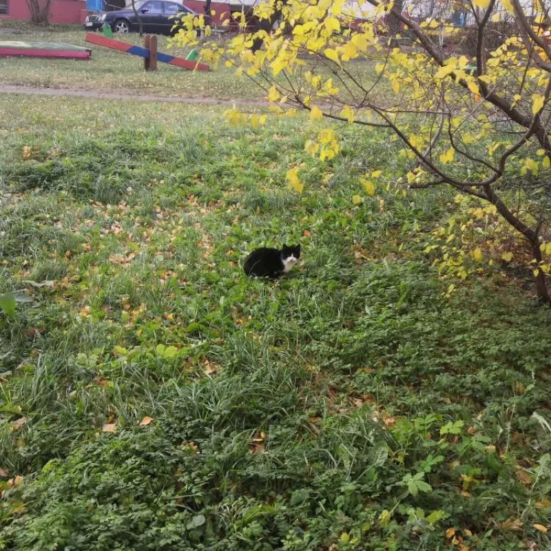 Осенний котик