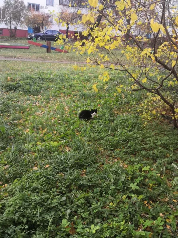 Осенний котик