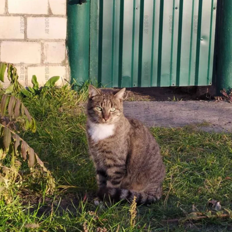 И про котика не забыли