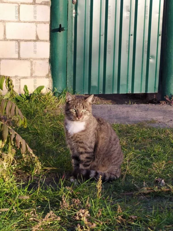 И про котика не забыли