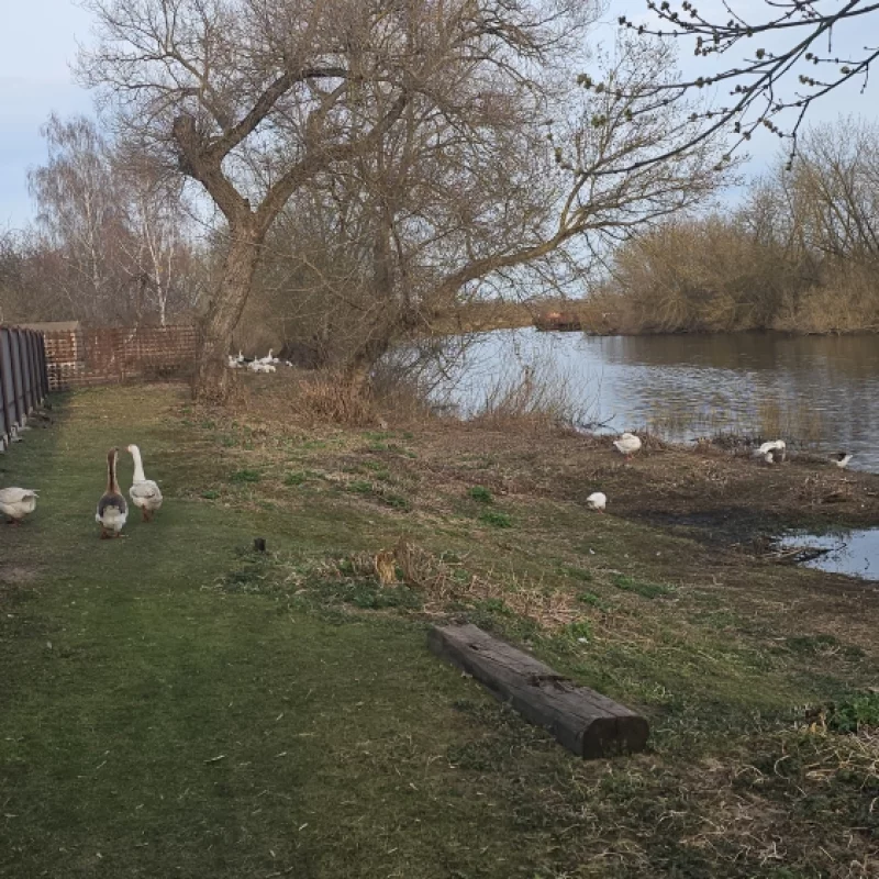 Гуси на затоне