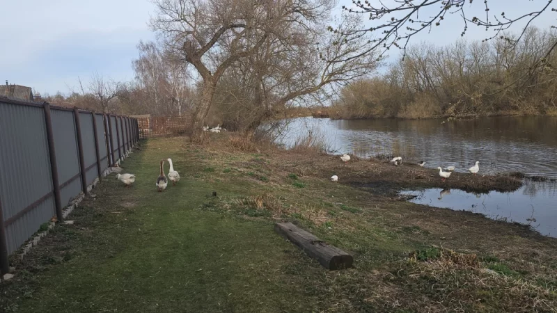 Гуси на затоне