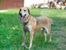 Красавец-пес ищет дом