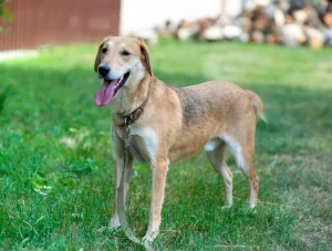 Красавец-пес ищет дом