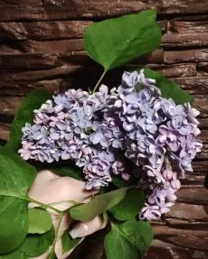 Сирень сортовая (саженцы)