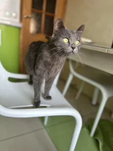 Молоденький котик ищет дом