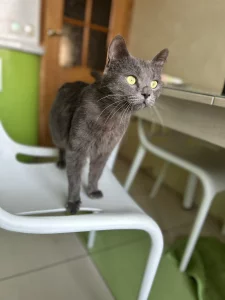 Молоденький котик ищет дом