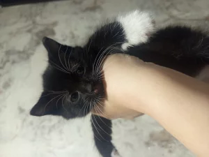 Отдам котят в хорошие руки
